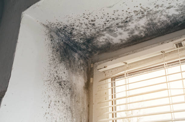 Affordable Mold Removal solutions in Prosper, TX